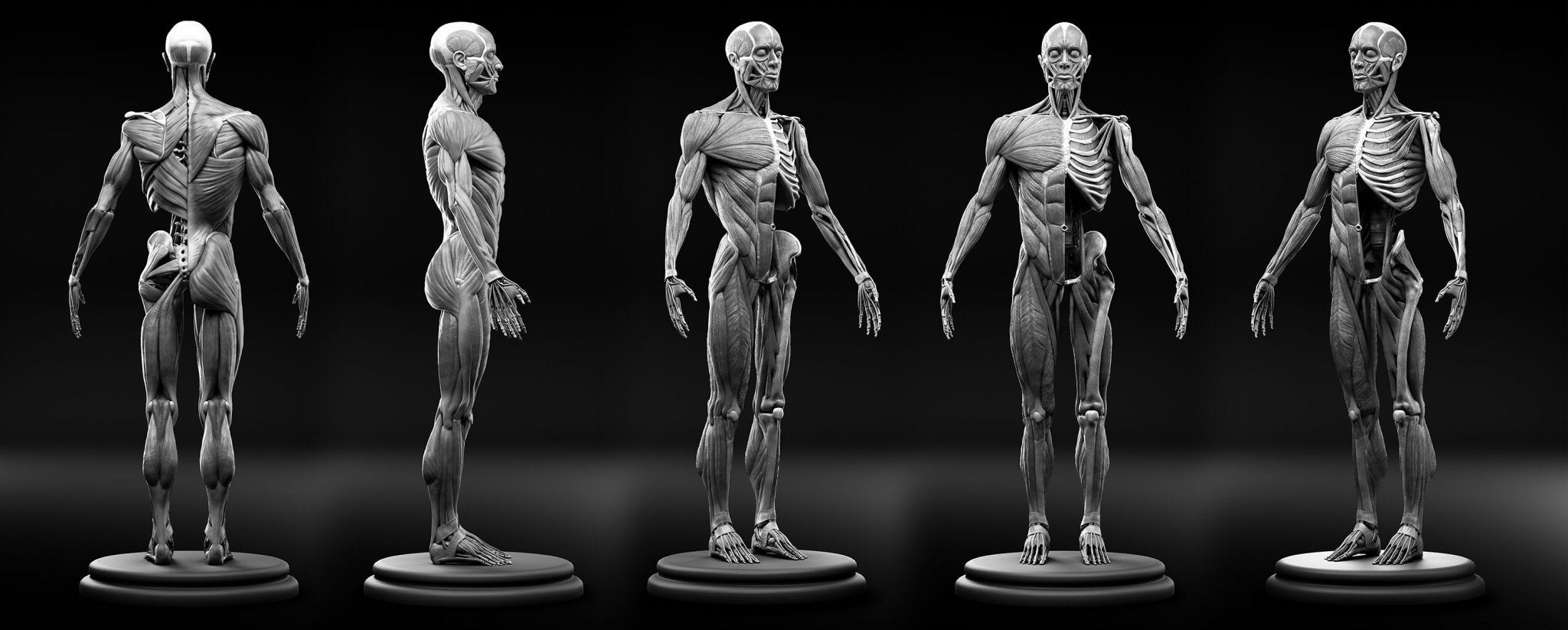 Detailed anatomical model showcasing human muscles and skeleton for joint support education.